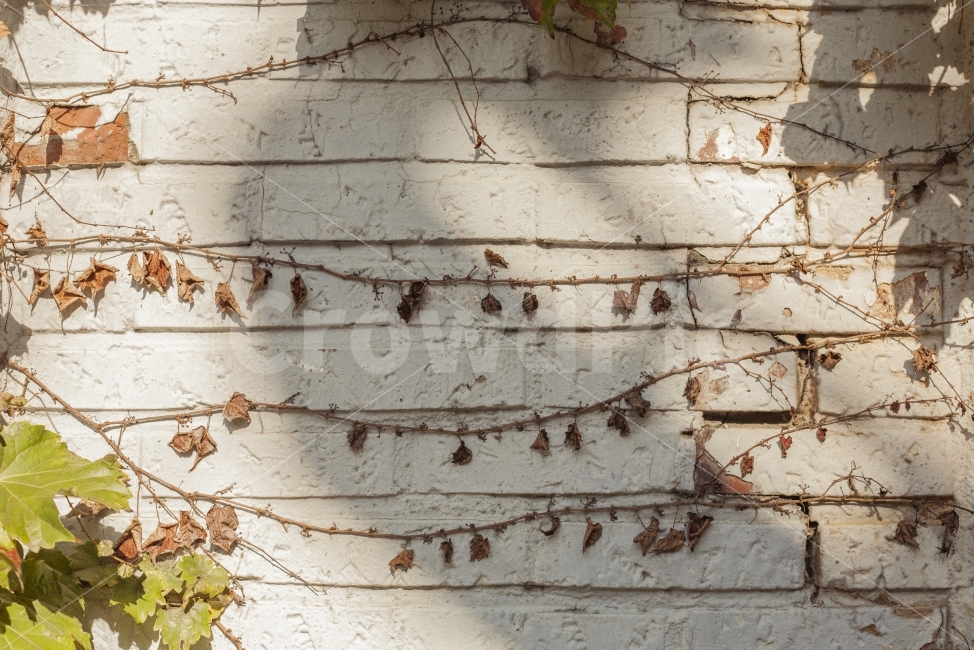 담벼락,낙엽,넝쿨,감성사진,빛,따뜻함,가을,계절,fall,autumn,season,식물,자연,plants,nature
