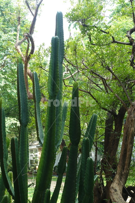 plant,식물,선인장,숲,forest,숲속,cactaceae,cactus,green,초록,초록색,greenery,그리너리,나무,wood,식물,자연,plants,nature