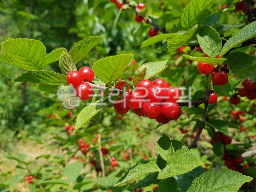 앵두,앵두나무,열매,과일,식물,수확,과수원