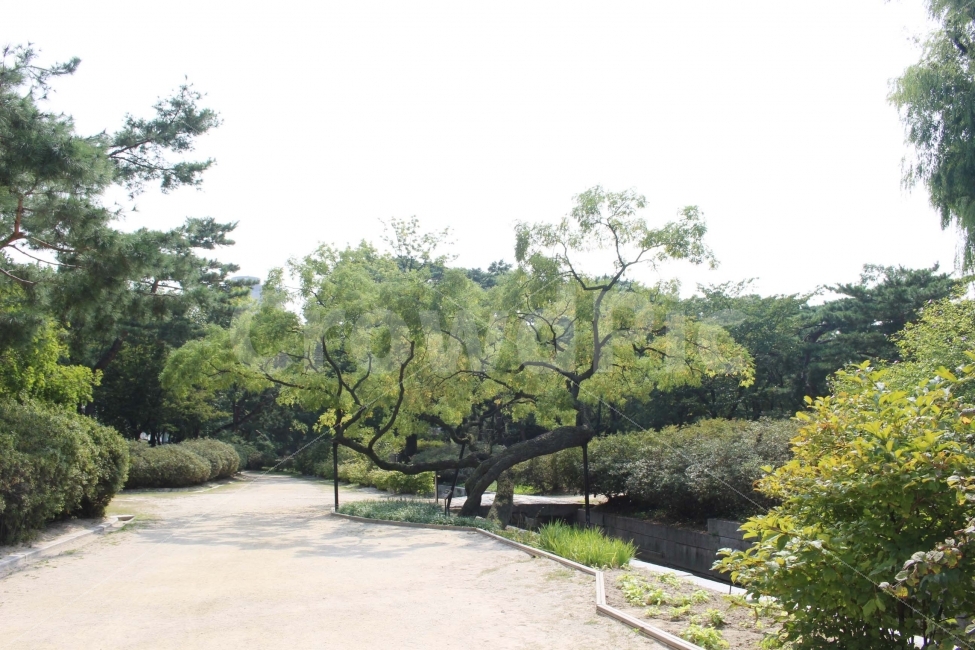 산책,길,나들이,야외,정원,공원,나무,식물,하늘,햇빛,햇살,봄,여름,흙길,소풍,풍경,자연,풍경,nature,landscape,tree,plant,outdoors,옥외