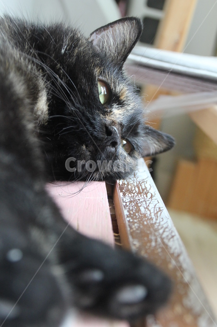 고양이,검은고양이,블랙캣,고양이휴식,고양이눈,blackcat,동물,터키쉬앙고라블랙,cat,고양이낮잠,고양이눈빛,블랙고양이,깜냥이,한국고양이,카오스고양이,코리안숏헤어,코리안숏헤어카오스,애완묘