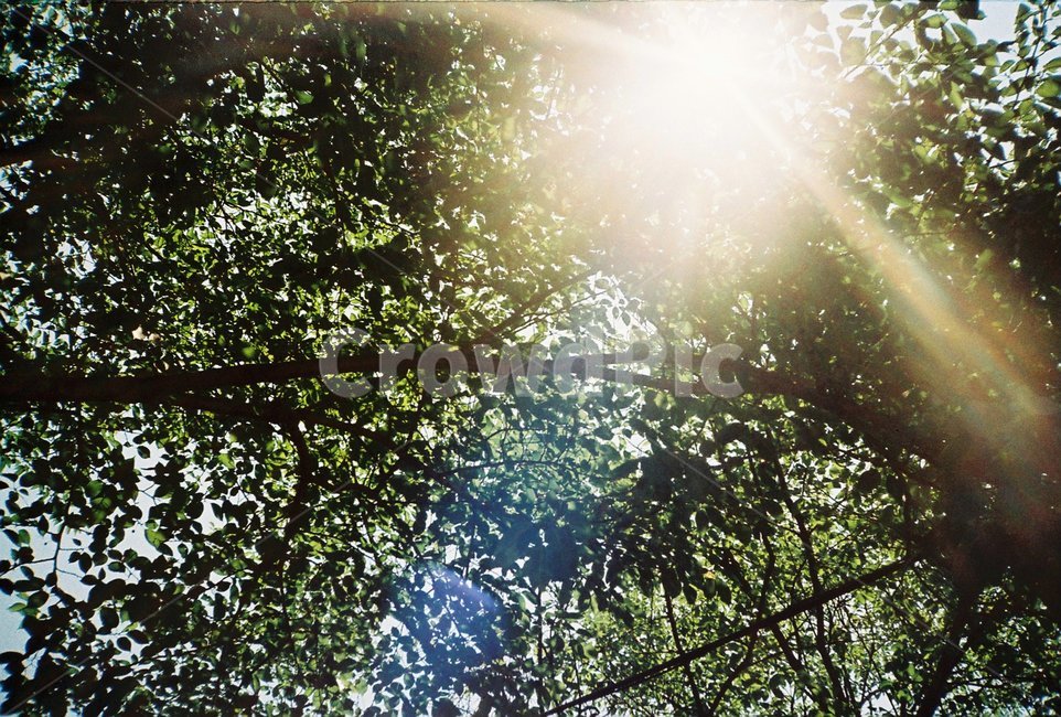 나무,햇빛,햇살,초록색,푸르름,sunshine,한국,자연,tree,gree