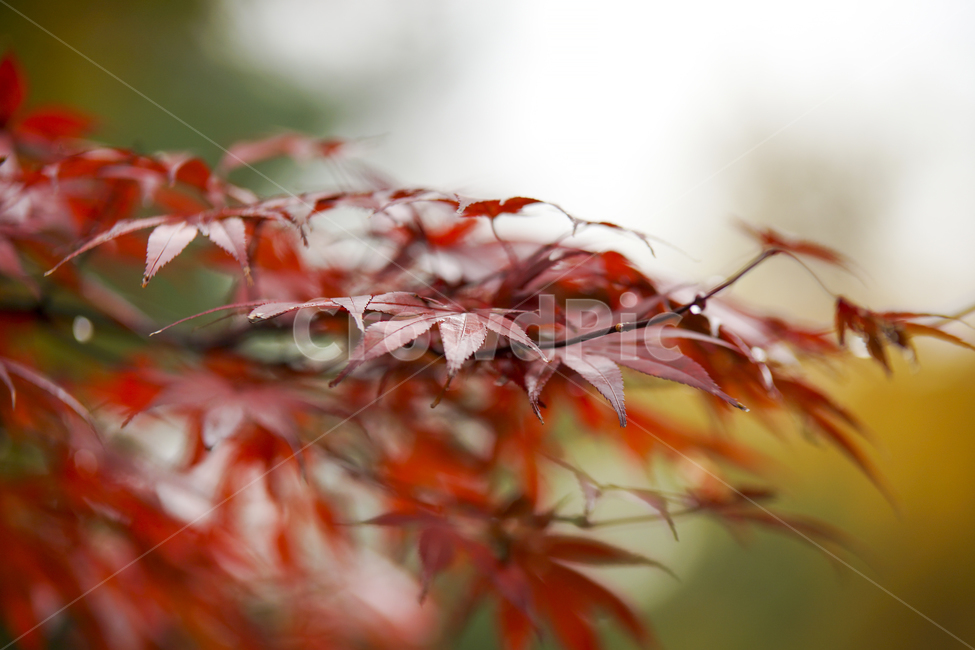 가을,단풍,낙엽,가을단풍,단풍나무,가을,계절,fall,autumn,season,식물,자연,plants,nature,leaf,잎,plant,tree,나무