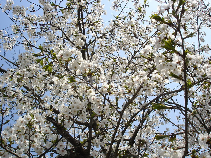 꽃,봄,여름,하얀,흰꽃,식물,자연,plants,nature,꽃,flower
