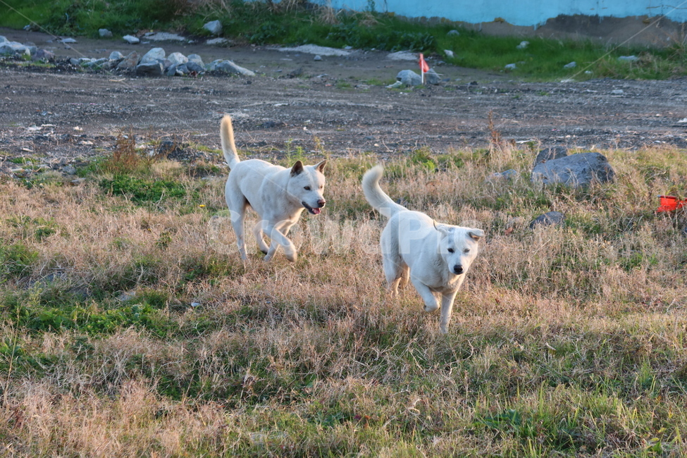 animal,동물,mammal,포유류,pet,dog,개,떠돌이개,동물,animal,포유류,mammal,개,강아지,dog,doggy