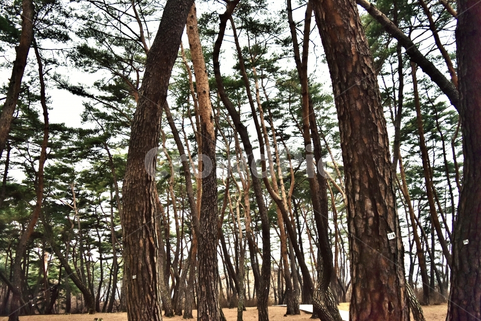소나무,나무,숲,자연,환경,강원도,겨울,풍경,식물,자연,plants,nature,나무,trees,wood