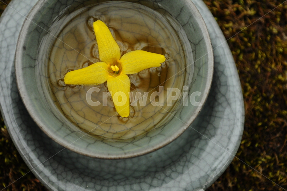 찻잔,차,자연,자기세트,찻잔세트,이끼,개나리,한국전통,한국문화,korean traditional,korean culture,음료수,drink,beverage