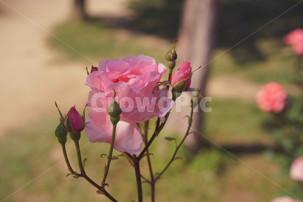장미,식물,꽃,나무,plant,flower,rose,꽃봉오리