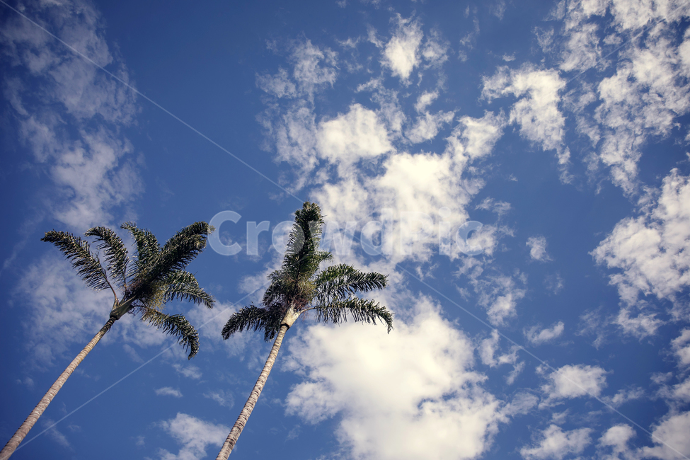 야자수,나무,하늘,구름,열대,palm,tree,sky,cloud,tropical