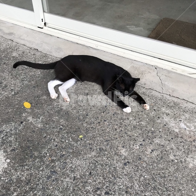 고양이,길고양이,고양이마을,대만,cat