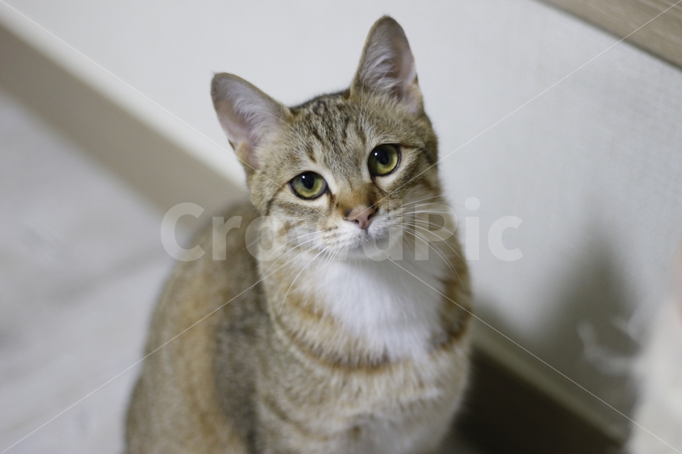 고양이,반려동물,유기묘,길냥이,애완동물,cat,pet,kitten,아기고양이,코숏,코리안숏헤어,캣대디,캣맘,반려묘,동물,동물,animal,고양이,cat,kitten,kitty,포유류,mammal