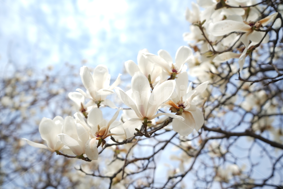 목련,봄꽃,하늘,백목련,목련꽃,white,petal,flora,nature,봄,계절식물,식물,나무