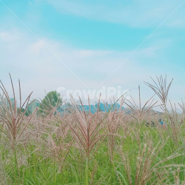 갈대,가을,감성,분위기,억새,공원,자연,film,식물,plants,nature,풍경,landscape,계절,fall,autumn,season,힐링,가을느낌