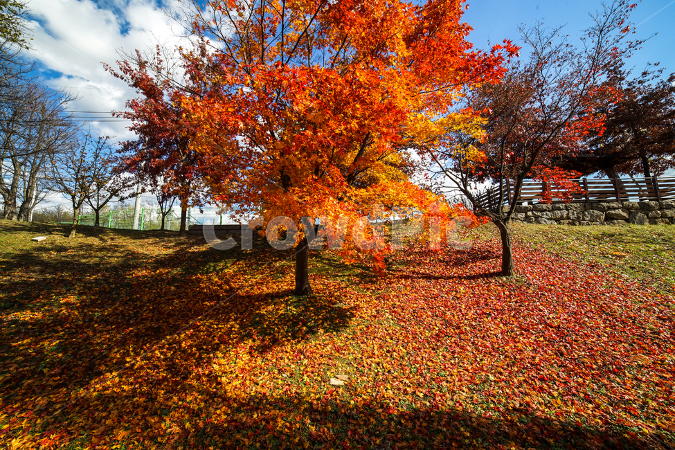 단풍,나무,낙엽,가을,계절,감성,공원,식물,자연,가을,계절,fall,autumn,season,자연,풍경,nature,landscape,식물,plants,나무,trees,wood,leaf,잎,plant,tree,maple