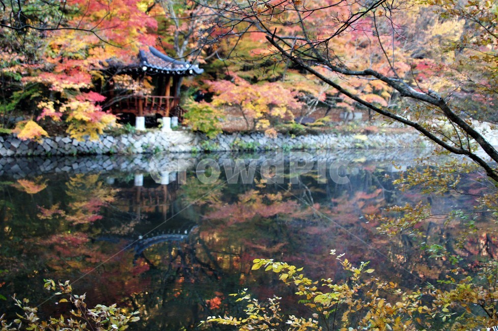 가을,단풍,나무,자연,식물,안개,저수지,감성,autumn,nature,season,emotion,풍경,자연풍경,산속,trees,정자,가을,계절,fall,autumn,season,자연,풍경,nature,landscape,outdoors,옥외,plant,water,물
