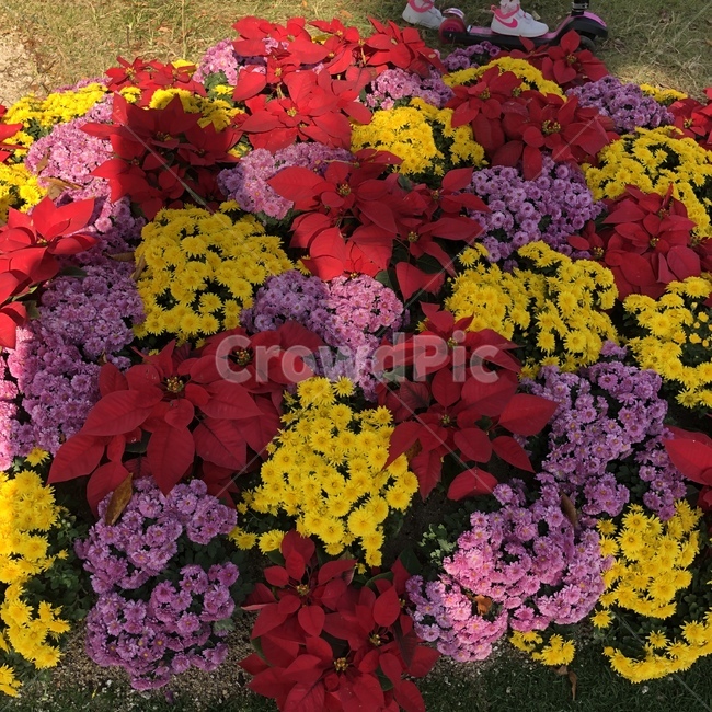 flower,plant,꽃,식물,blossom,겨울,식물,자연,plants,nature,꽃,flower