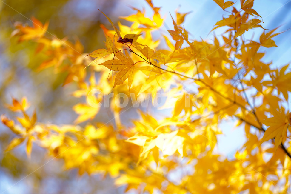 식물,leaf,tree,나무,잎,단풍,가을,계절,fall,autumn,season,식물,자연,plants,nature