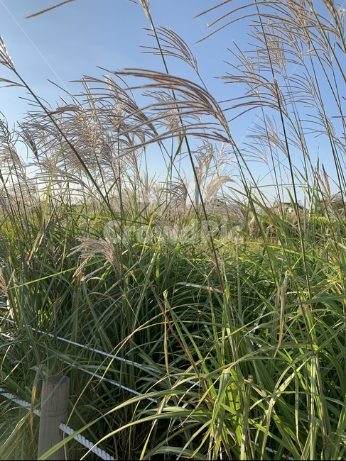 plant,식물,갈대,갈대밭,풀,가을,계절,fall,autumn,season,식물,자연,plants,nature