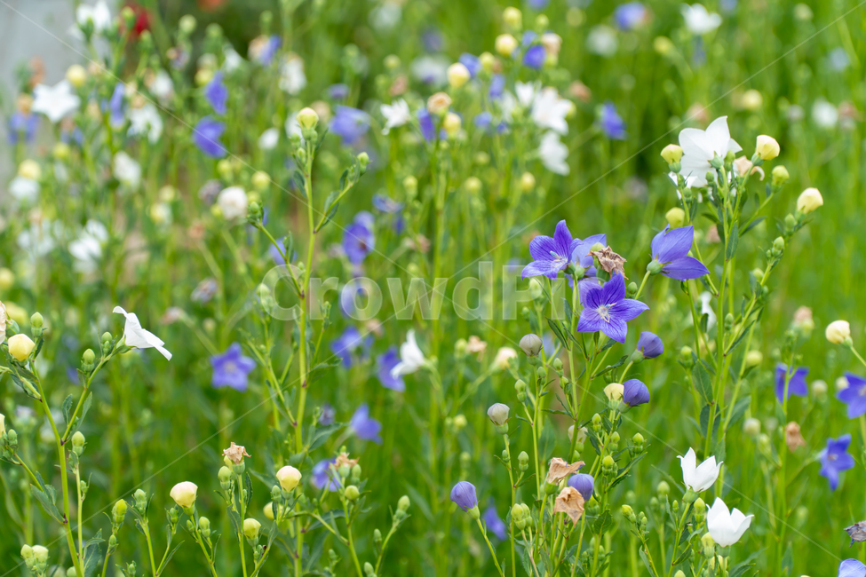 도라지꽃,꽃,꽃밭,보라색,도라지,도라지꽃밭,연보라,balloonflower,purple,flowe,보라색꽃,식물,양용작물,l흰색꽃,흰꽃