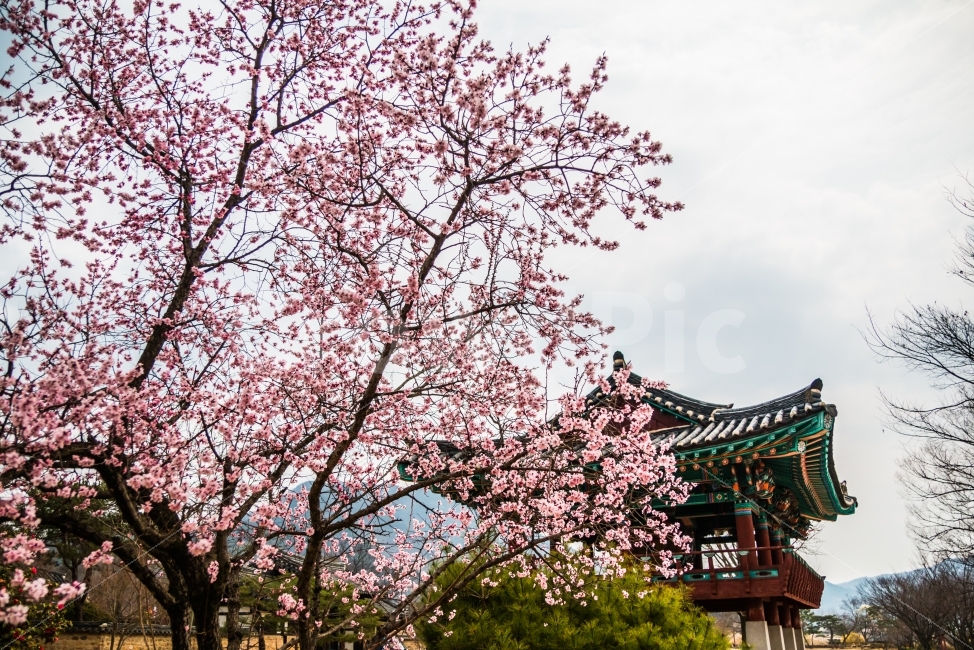 살구꽃,봄,봄날,낙안읍성,핑크,따뜻함,나들이,식물,자연,plants,nature,한국전통,한국문화,korean traditional,korean culture,봄,계절,spring,season,꽃,flower,plant