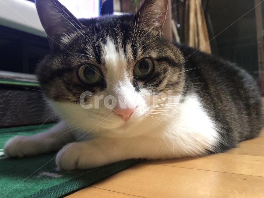 고양이,집고양이,cat,koreancat,코숏,동물,animal,포유류,mammal,고양이,cat,kitten,kitty