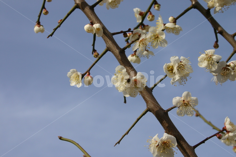 매화,flower,blossom,yinghua,white,background,tree,leaf,plant,green,nature,leaves,branch,fruit,isolated,spring,fresh,foliage,garden,agriculture,flora,growth,forest,herb,organic,pine,macro,closeup,closeup,natural,twig,bloom,beauty,blooming,beautiful,petal,season,outdoors,environment,freshness,lush,grass,bouquet