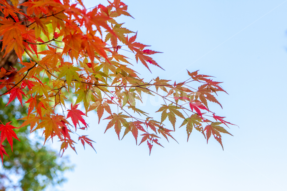 가을,단풍,단풍잎,단풍길,가을길,길,나무,식물,가을,계절,fall,autumn,season