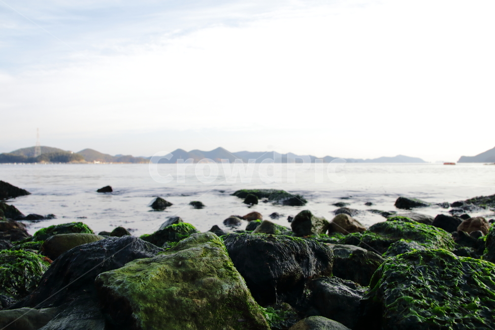 바닷가,해안,이끼,돌,자연,natural,nature,sea,자연,풍경,nature,landscape,해변,바다,beach,sea,plant,식물,algae,조류