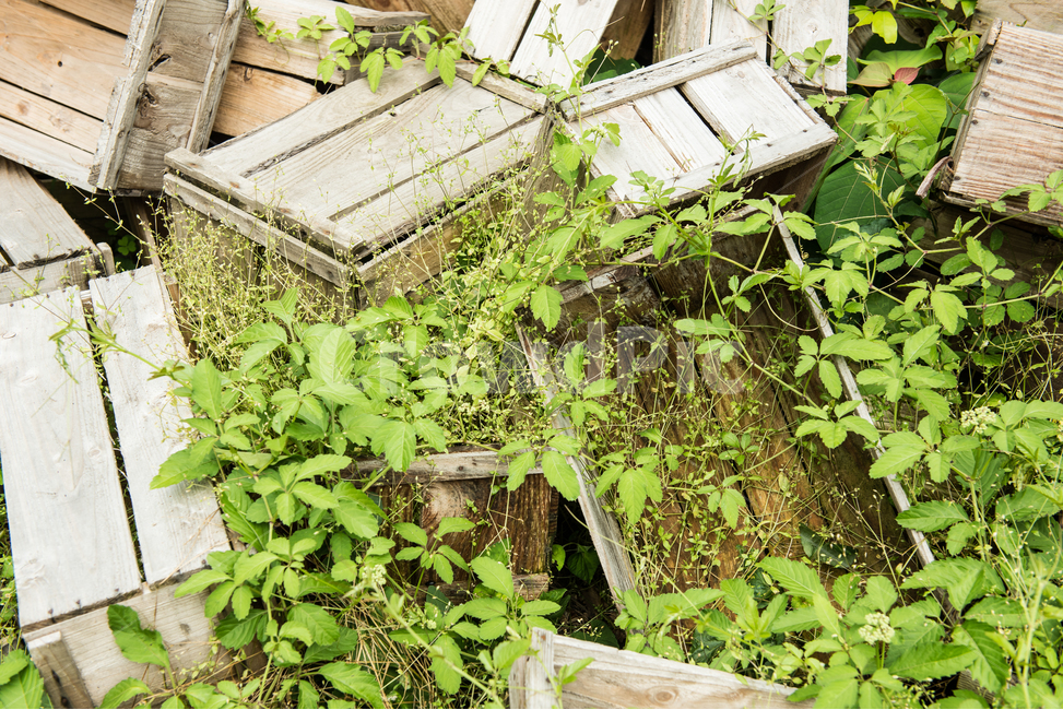 chest,old,tree,mold,To stack up,apple box,desolate,background,complicated,wooden box,quiet,abandoned,fruit box