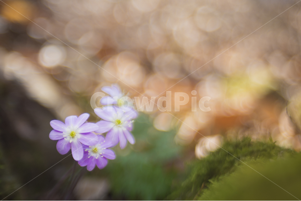 노루귀,분홍노루귀,보케,야생화,홍노루귀,봄,계절,spring,season,식물,자연,plants,nature,꽃,flower,plant,blossom,geranium,제라늄