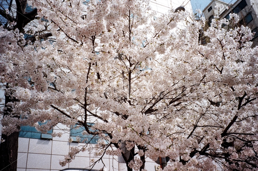 봄,벚꽃,꽃,핑크,감성사진,필름사진,필카,대학생,기록,봄,계절,spring,season,식물,자연,plants,nature,꽃,flower,plant,blossom,cherry blossom