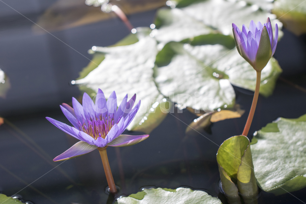 연꽃,수련,연못,못,꽃,식물,자연,반영,식물,자연,plants,nature,꽃,flower