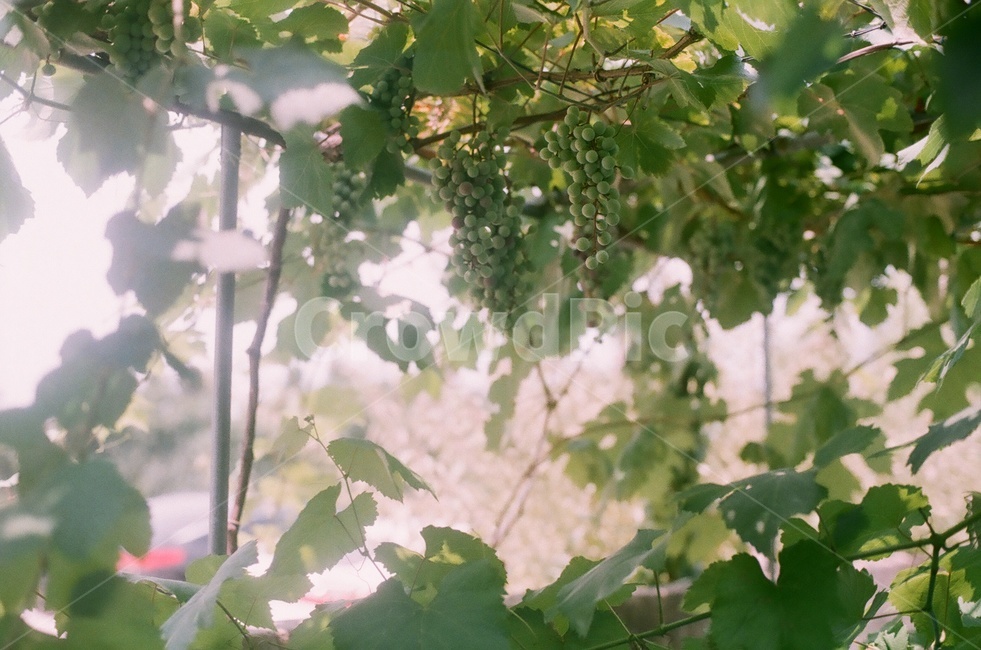 청포도,포도,포도밭,여름,여름포도,식물,자연,plants,nature,과일,열매,fruit