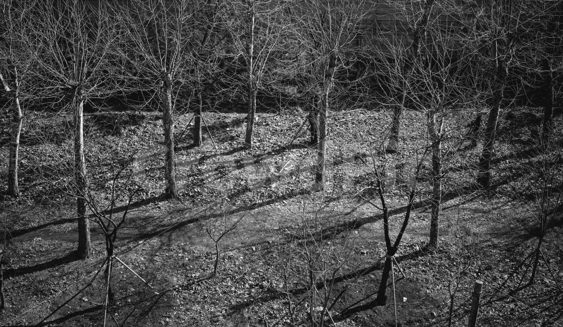 나무,그림자,햇살,군집,식물,자연,풍경,nature,landscape,흑백,모노톤,monochrome,black and white,ground,바닥,outdoors,옥외