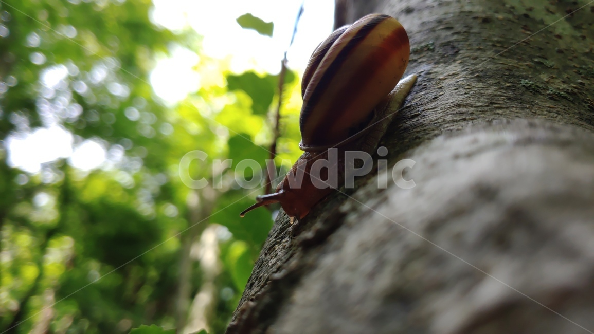 달팽이,연체동물,snail,greatsnail,caracol,자연,nature,forest,숲생태,동물,animal