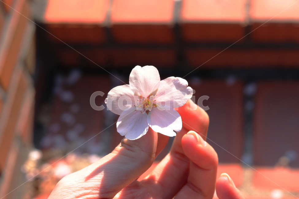 봄,벚꽃,한송이,감성적인,손,꽃잎,감성,자연,spring,blossom,emotional,hand,따뜻한,petal,natural