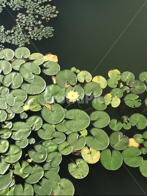호수,백합,식물,꽃,물