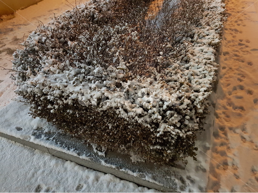 눈꽃,눈의꽃,흰눈,흰눈나무,하얀눈,겨울,계절,winter,season,식물,자연,plants,nature