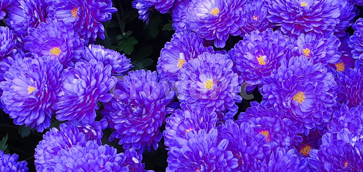 plant,꽃,flower,blossom,식물,식물,자연,plants,nature,꽃,flower