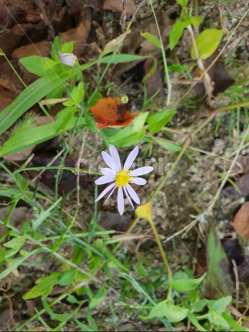 자연,꽃,바이올렛,힐링,숲,flower,낙엽,흙,식물,자연,plants,nature,꽃,flower