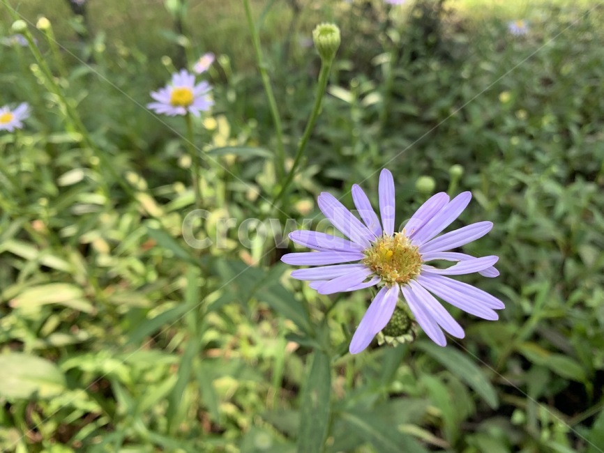 꽃,flower,벌개미취,식물,plant,식물,자연,plants,nature,꽃,flower