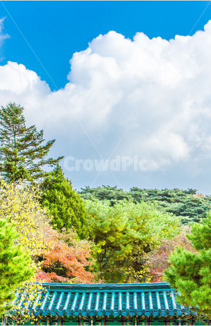 현충사,하늘,구름,기와,선,풍경,가을,단풍,자연,풍경,nature,landscape,한국자연풍경,한국자연경관,korea nature landscape,plant,식물,tree,나무,fir,전나무,abies,아비