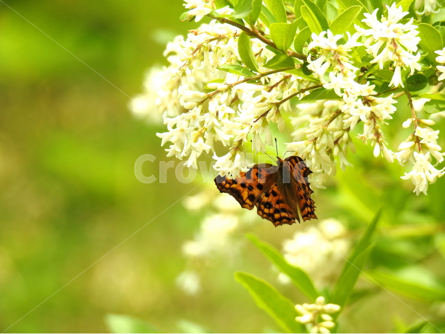 식물,꽃,자연,동물,곤충,나비,식물,자연,plants,nature,꽃,flower,동물,animal,곤충,벌레,insect,bug