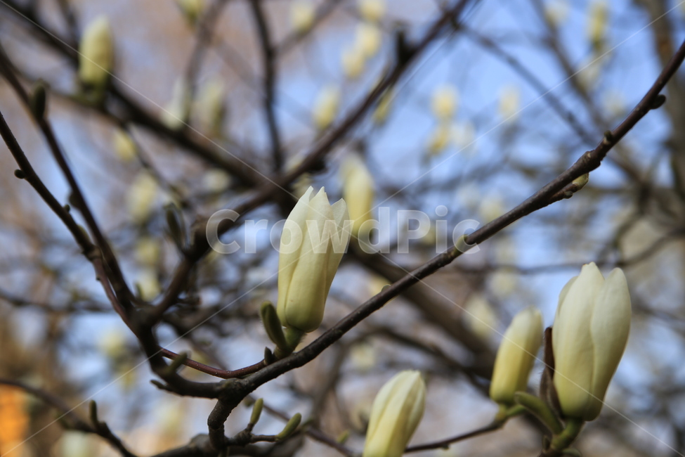목련,봄꽃,하얀목련,봄,백목련,꽃봉우리,식물,자연,plants,nature,꽃,flower
