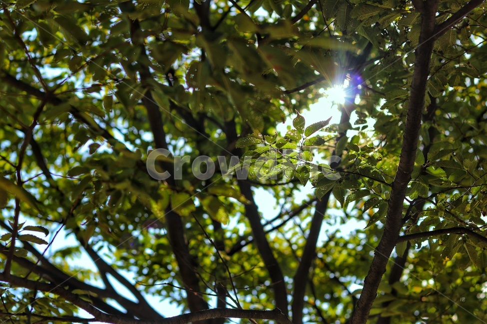풀,나무,여름,초록,자연,자연,풍경,nature,landscape,light,빛,flare,플레어