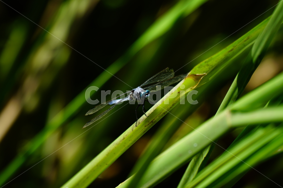 잠자리,연못,곤충,벌레,insect,dragonflies,dragonfly,가을,autumn,fall,9월,september,자연,nature,식물,plants,수풀,동물,animal,곤충,벌레,insect,bug
