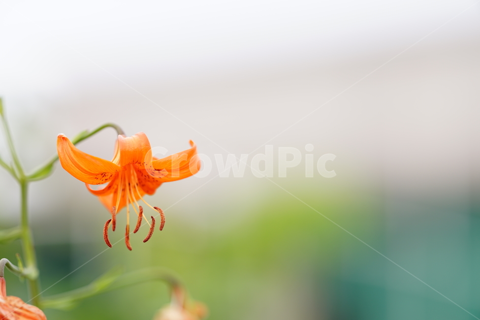 꽃,플라워,나리꽃,계절,생명,식물,주황,오렌지빛,자연,접사,감성,flower,색감,컬러,식물,자연,plants,nature,꽃,flower