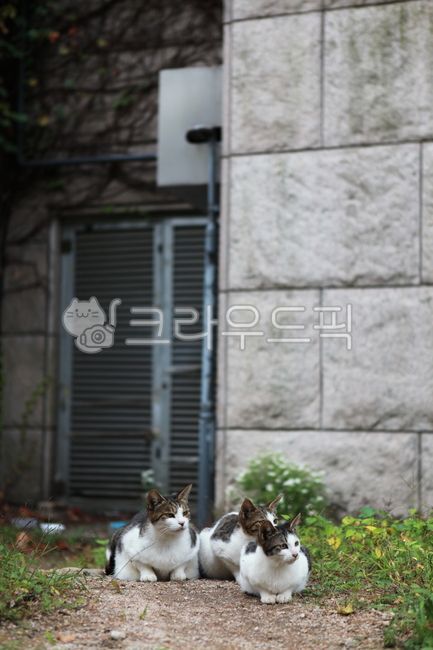 고양이,길고양이,cat,animal,동물,고양이가족,catfamily,고양이식구,고양이세마리,고양이집,길고양이들,고양이들,고양이떼,고양이무리,길고양이무리,cats,animals,고양이새끼