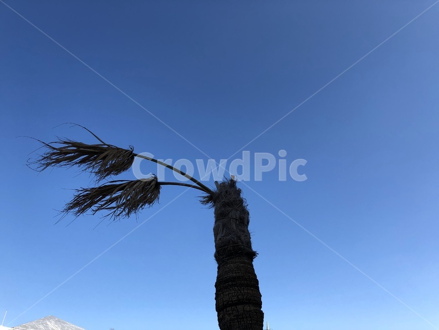tree,나무,plant,식물,palmtree,arecaceae,야자수,식물,자연,plants,nature