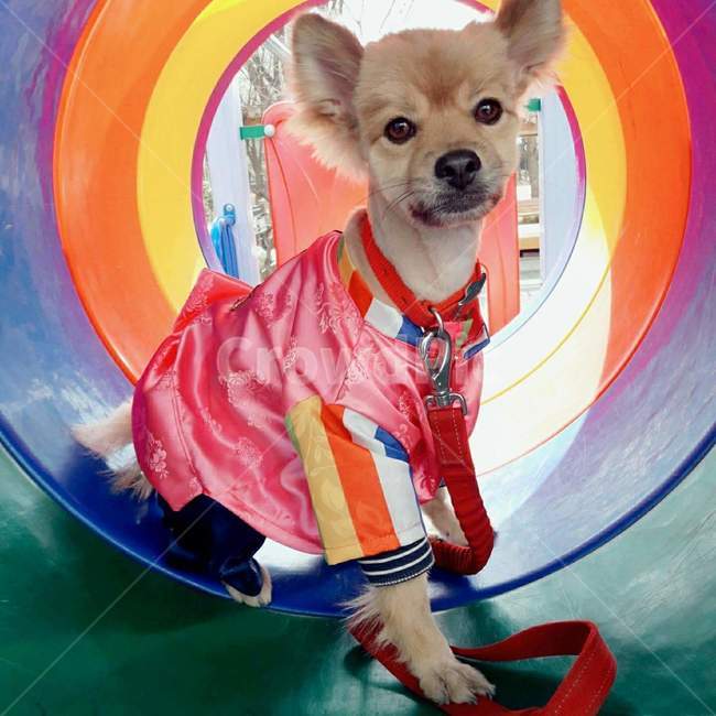 dog,강아지,애완동물,둉물,개